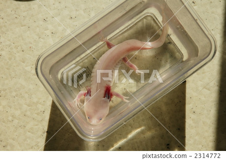 wooper looper 2314772