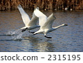 天鵝 拍打 飄揚 2315195