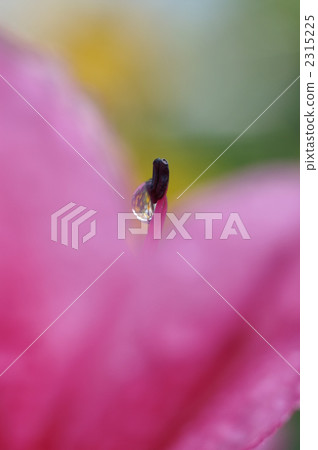 Satsuki配上水滴 2315225