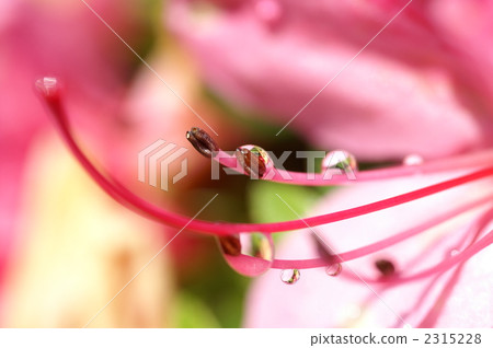 小月杜鵑花高原 2315228