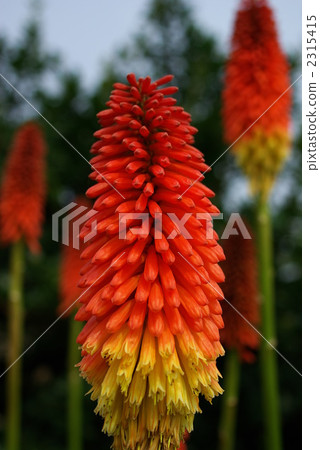 火把蓮 劍葉蘭 火炬花 2315415