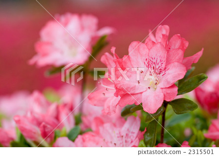 Kurome azalea flowers in full bloom 2315501