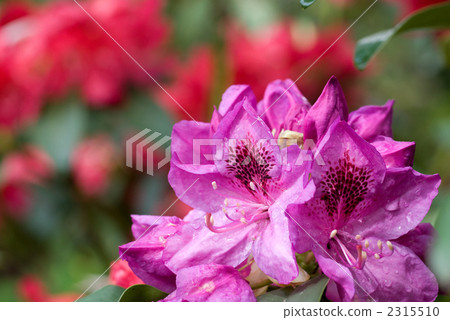 西部杜鵑花 西部杜鵑花 2315510