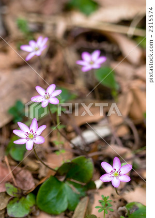 Mischievous flowers Mischievous flowers 2315574