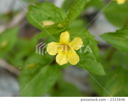 Hakuba-dake Ooba Mizo Hozuki 2315646