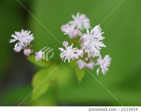 Hakuba-gama Miyama Larch 2315654