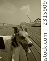 Yokohama Jack 2315909