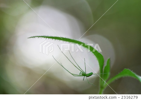spider, green leaf, one 2316279