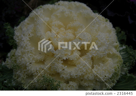 kale, foliage plant, houseplant 2316445