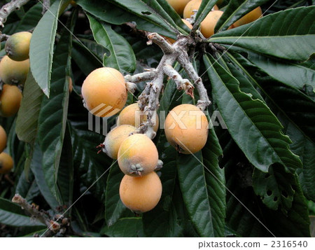 Fruit of loquat 2316540