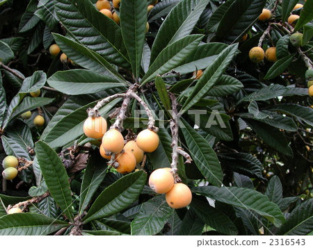 Fruit of loquat 2316543