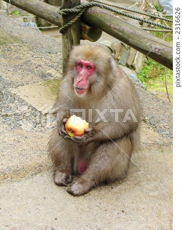 猴子吃蘋果 2316626