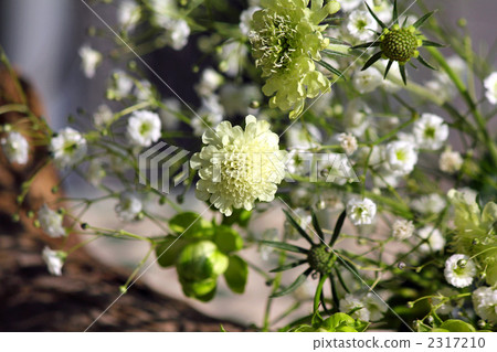 Scuba Osa with Scallop and Eclair Scuba Osa with Scallop and Eclair 2317210