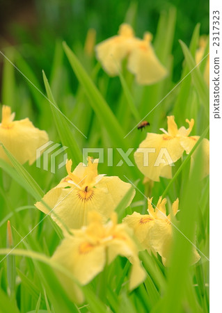 iris, vertical photograph, iris garden 2317323