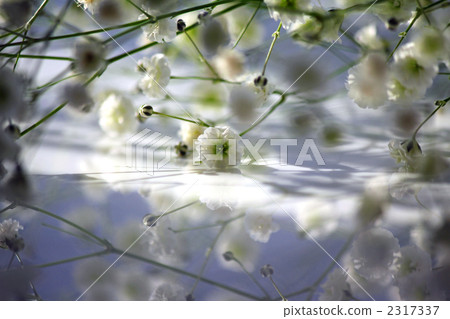 Haze grass Haze grass 2317337