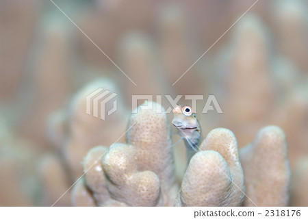 石垣青蛙 2318176