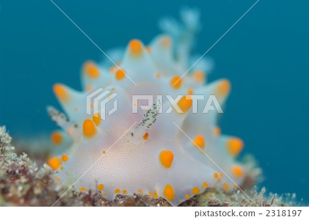 Competition cowpea Competition cowpea 2318197