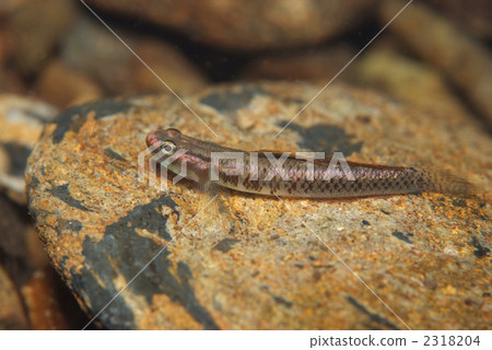 Nanju Bowes Haze Nanju Bowes Haze 2318204