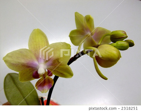 蝴蝶蘭 2318251