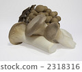 mushroom  2318316