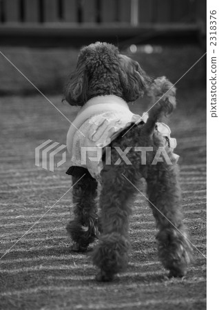 Monochrome momonon 2318376