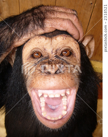 ape, primate, chimp 2318521
