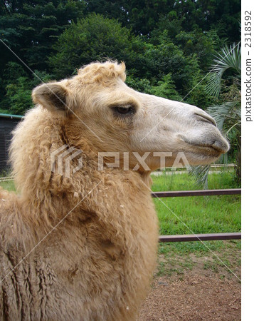 陸生動物 側臉 側面 2318592