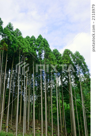 Cedar forest 2318979