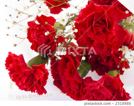Carnation (Mother's Day Image) 2318980