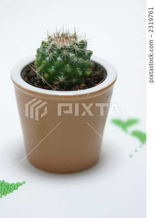 Cactus Cactus 2319761