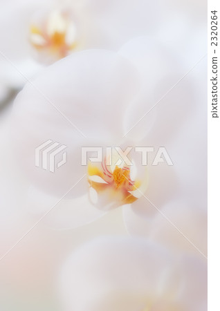 蝴蝶蘭04 2320264