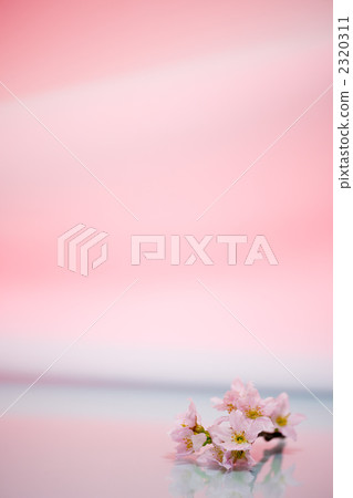 櫻桃背景材料 櫻桃背景材料 2320311