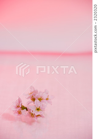 櫻桃背景材料 2320320