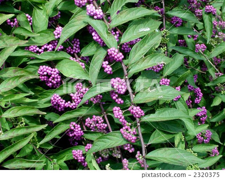 深紫色 深紫色 2320375