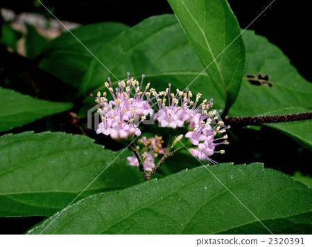Komurasaki花 2320391