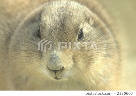 black-tailed prairie dog, prairie dog, prairie dogs 2320603