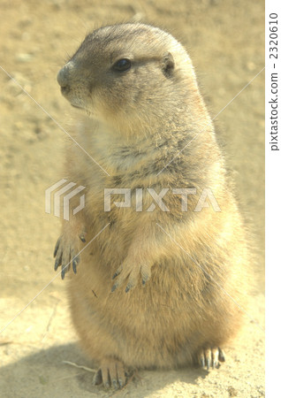 black-tailed prairie dog, prairie dog, prairie dogs 2320610