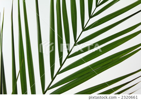散尾葵 葉 樹葉 2320661