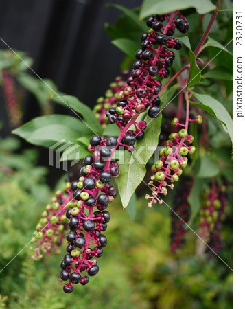 山區鄉房 2320731