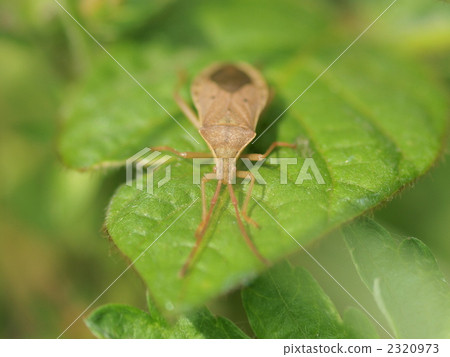 Horse rice horse rush 2320973