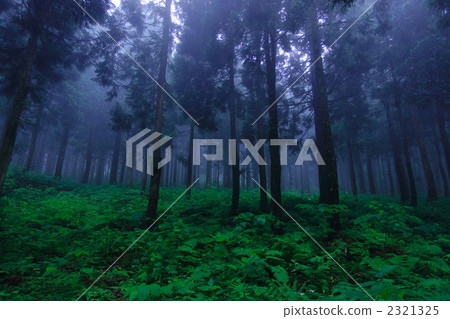 針葉林 風景 樹幹 2321325