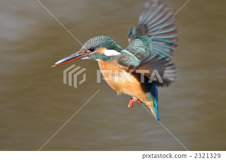 Hover kingfisher Hover kingfisher 2321329