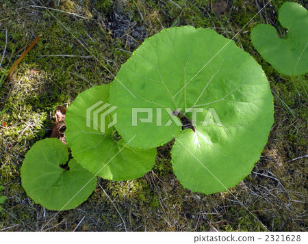 津瓦吹葉 2321628