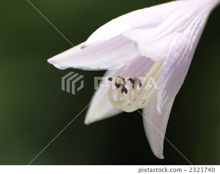 玉簪 玉簪 2321740