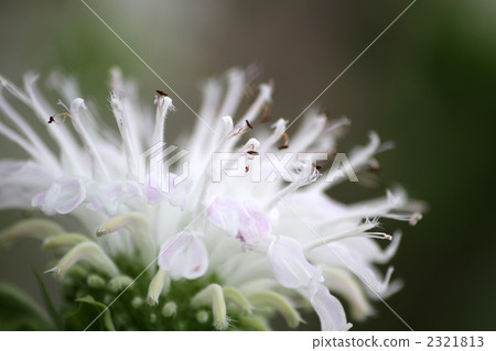 Monalda Monalda 2321813