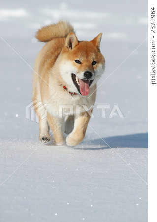 Shiba Inu正在玩雪 2321964