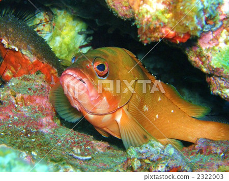 海鮮 海產品 魚 2322003