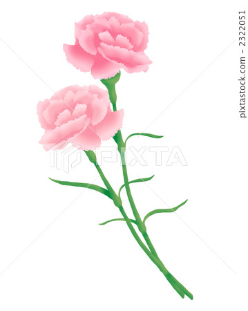 Pink Carnation - Stock Illustration [2322051] - PIXTA