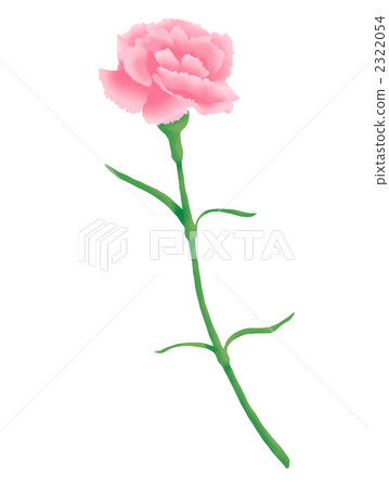 Pink carnation - Stock Illustration [2322054] - PIXTA