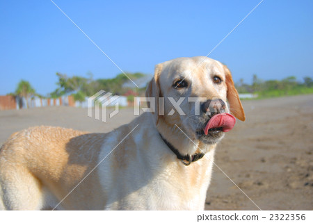 拉布拉多在海灘上 拉布拉多在海灘上 2322356